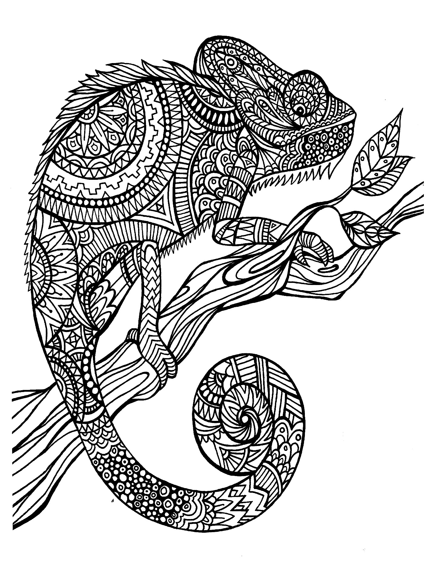 A magnificien cameleon to color, drawn with zentangle patterns