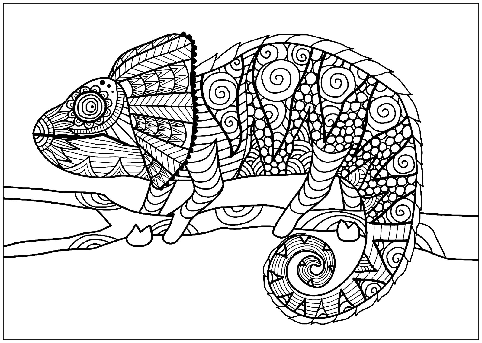 Chameleon On Branch Chameleons Lizards Adult Coloring Pages