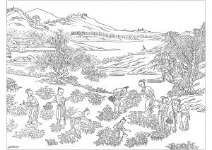 Coloring pictures illustrating cotton production