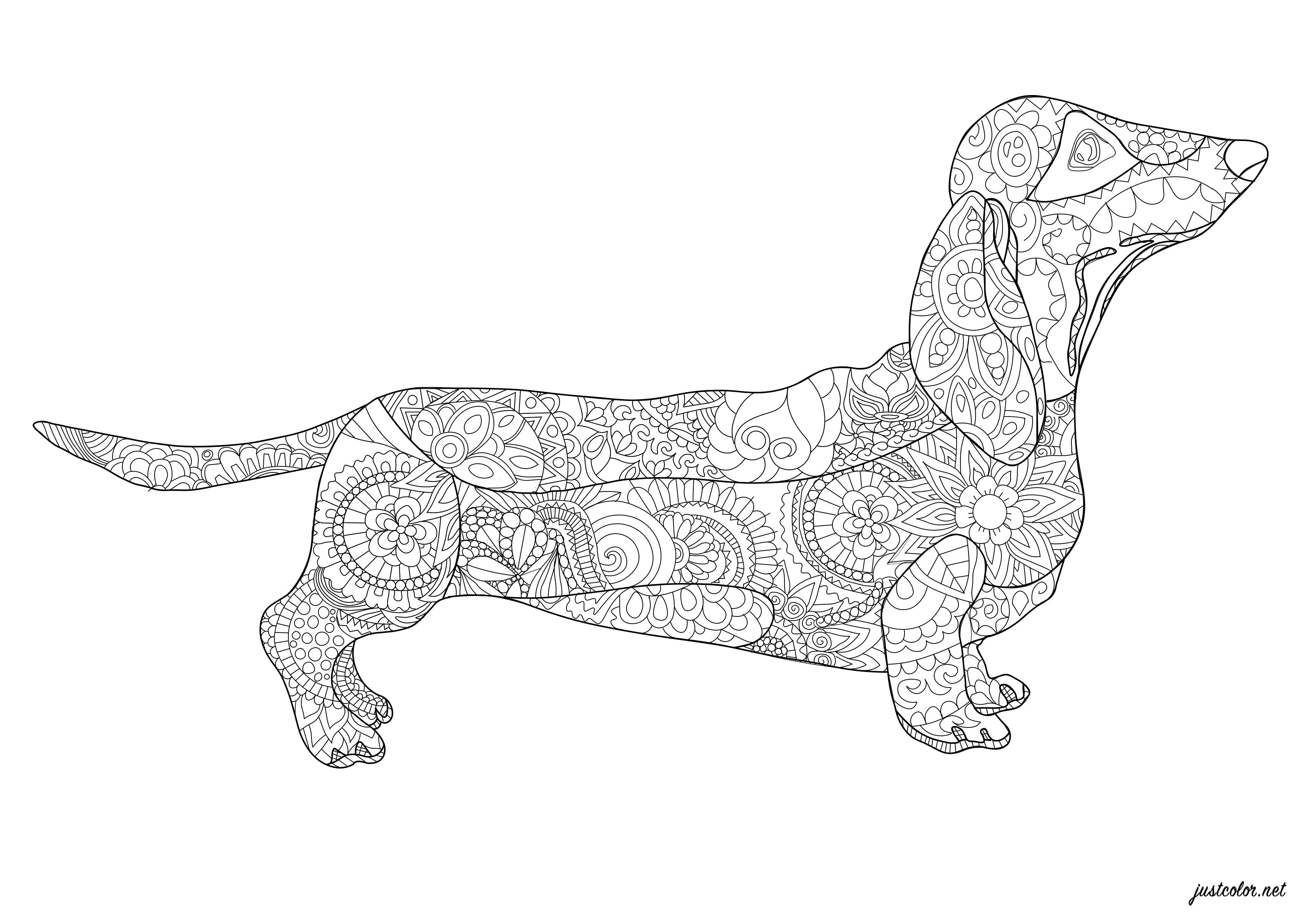 Coloring Pages Dachshund