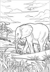 Coloring old elephant in savannah isa