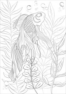 Download Fishes Coloring Pages For Adults