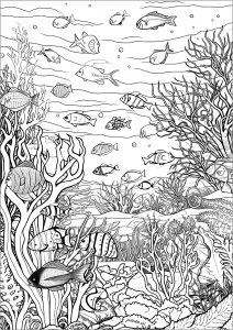 Coloring numerous fishes and corals isa