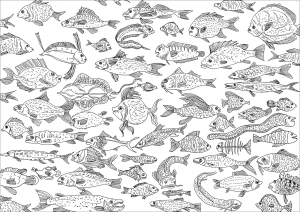 Featured image of post Fish Coloring Pages Hard
