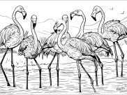 Flamingos Coloring Pages for Adults