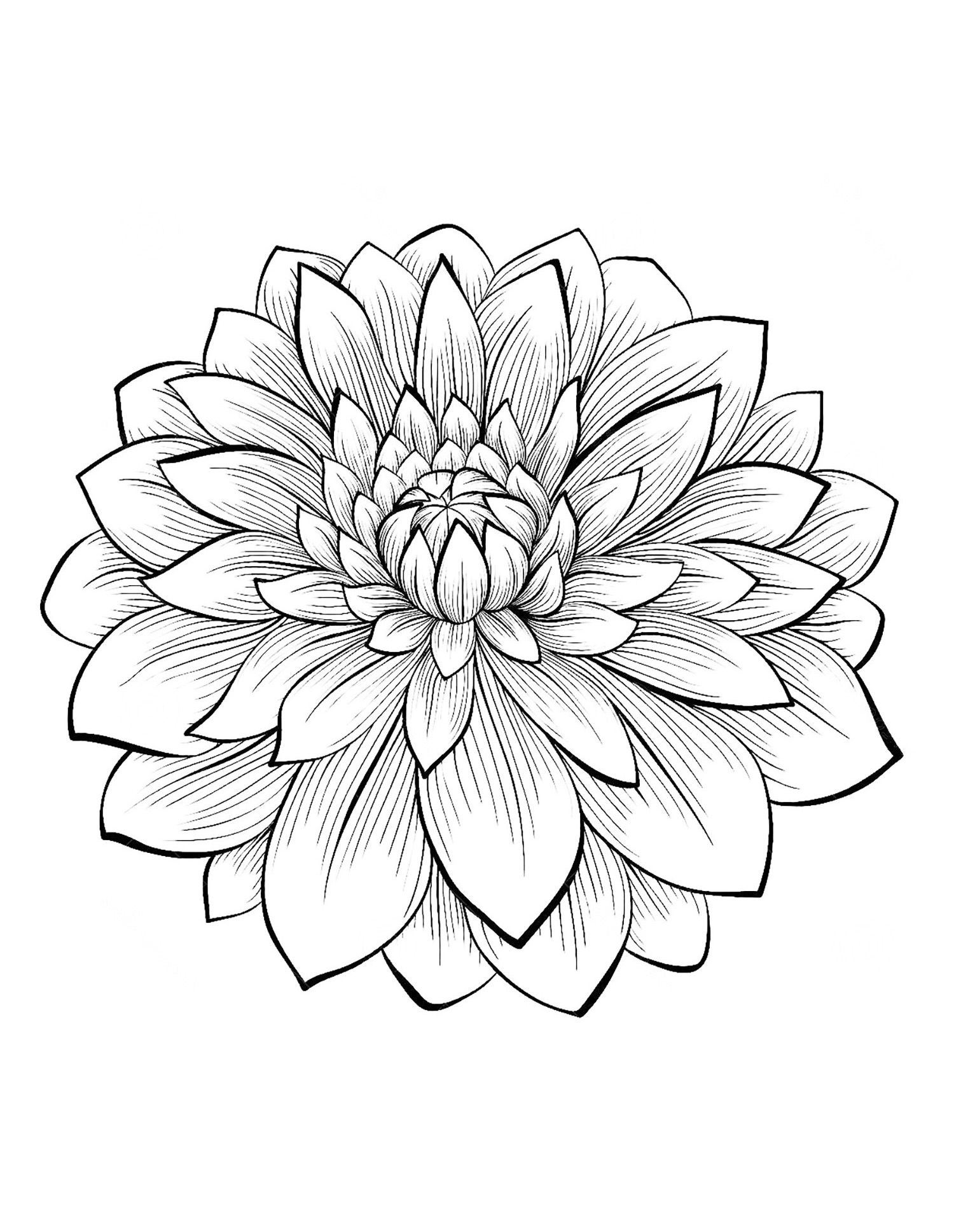 dahlia flower flowers adult coloring pages