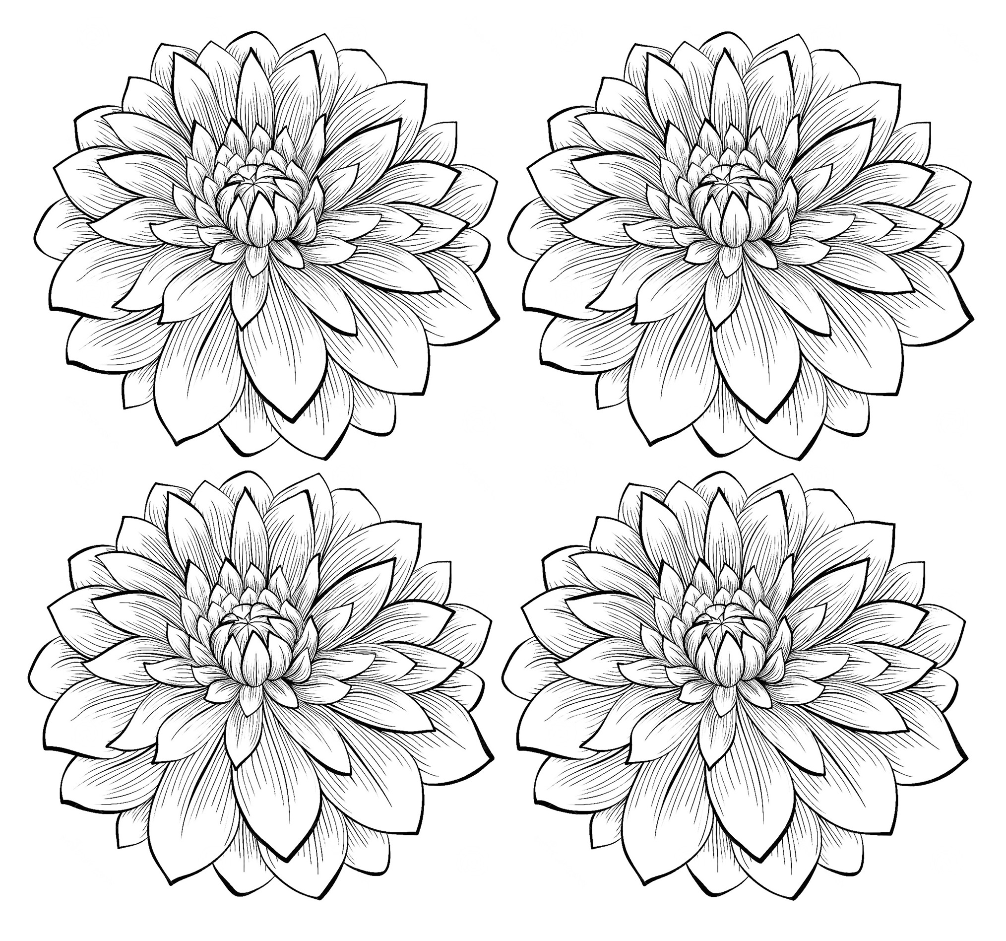 990 Dahlia Flower Coloring Pages Download Free Images