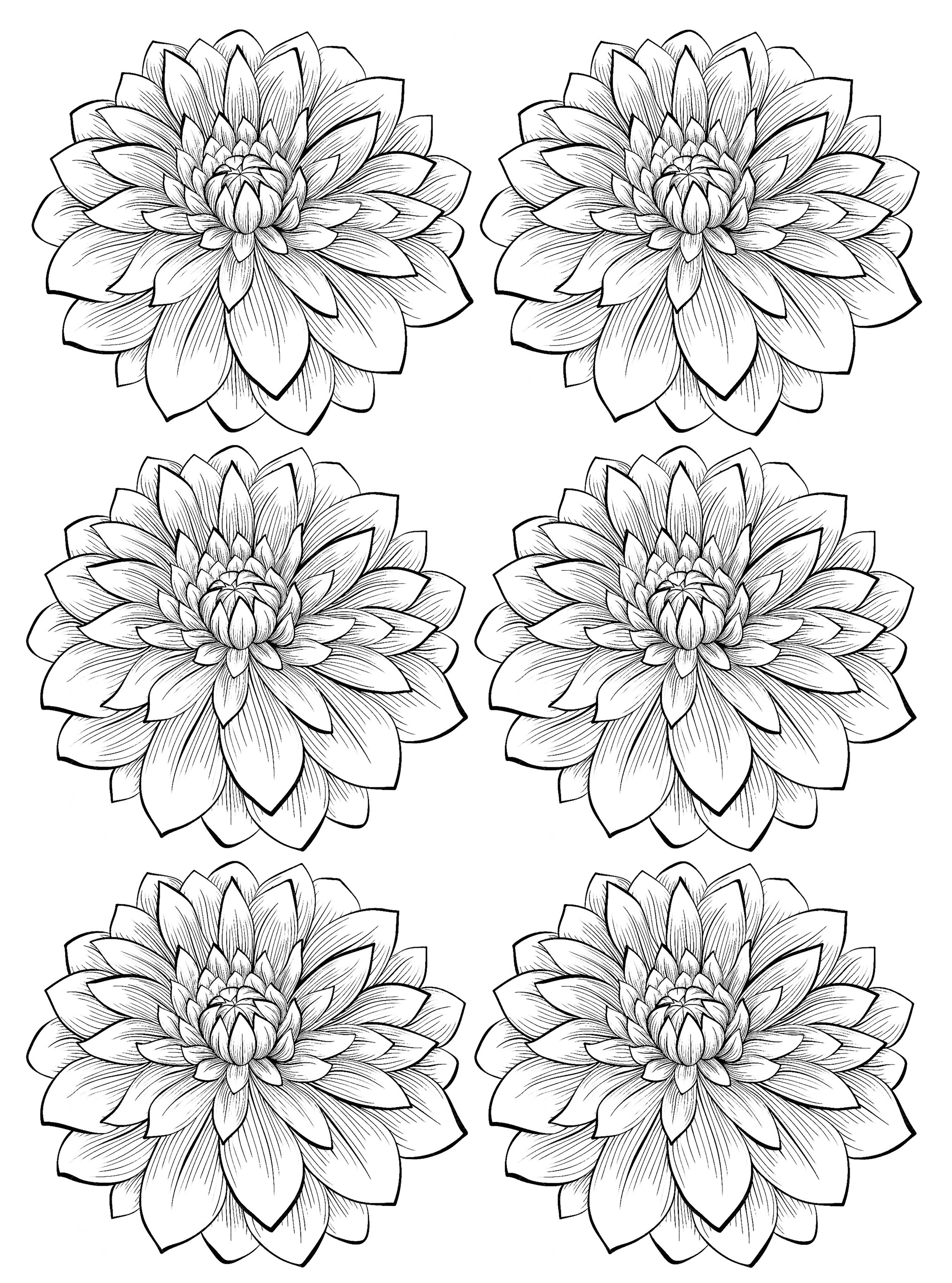Six dahlia flower FlowersColoring Pages