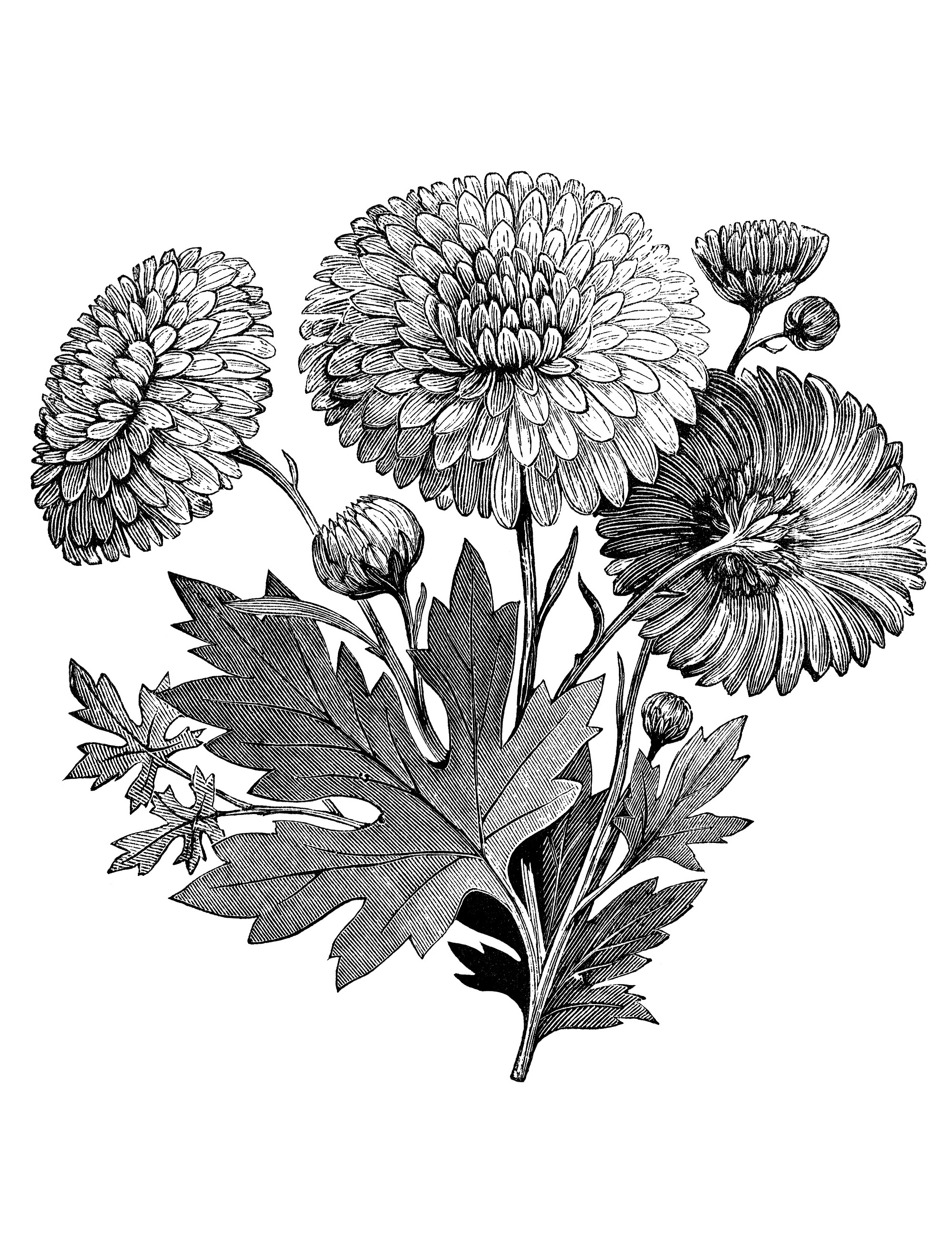 flowers in black and white drawings
