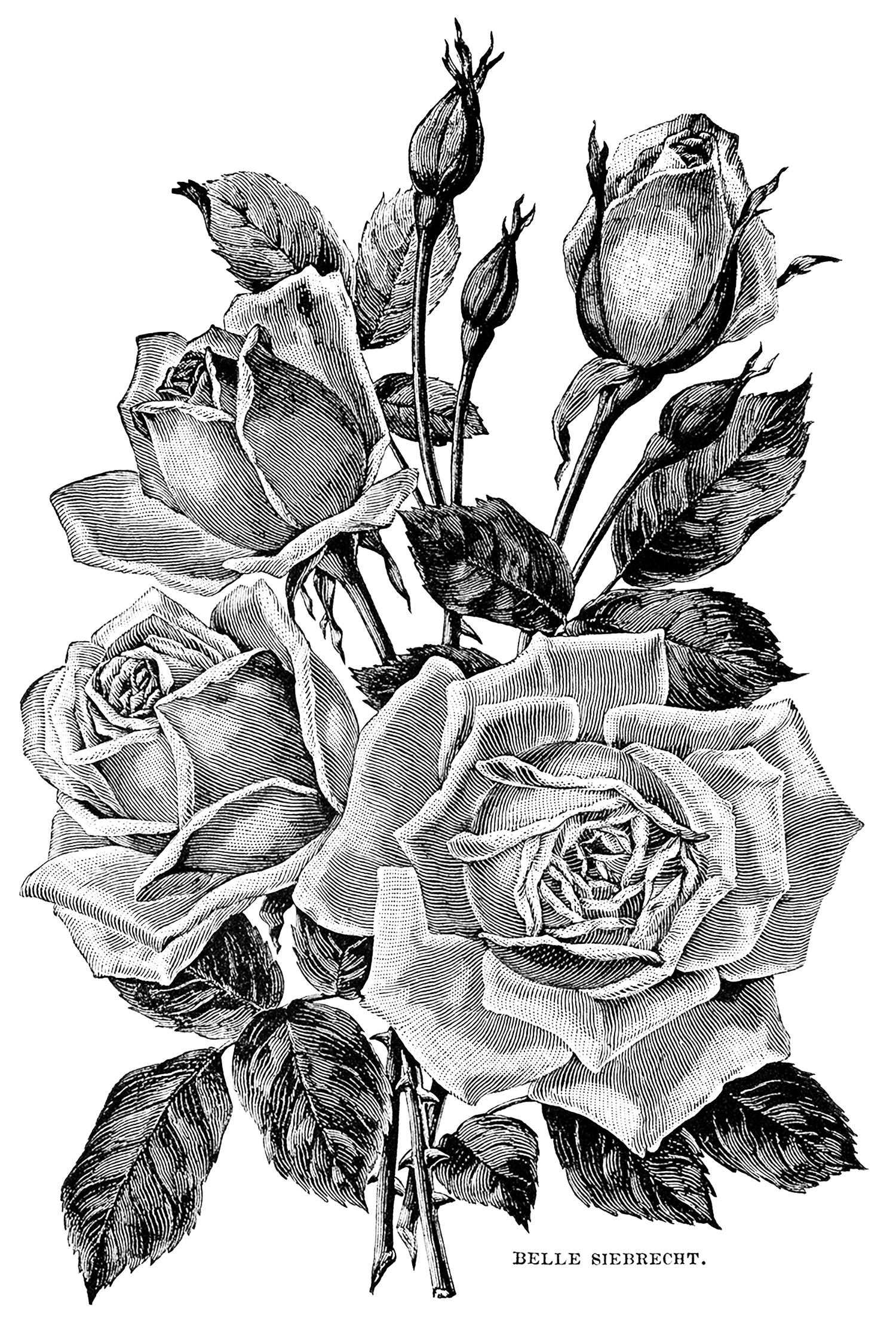 Roses. Vintage illustration.