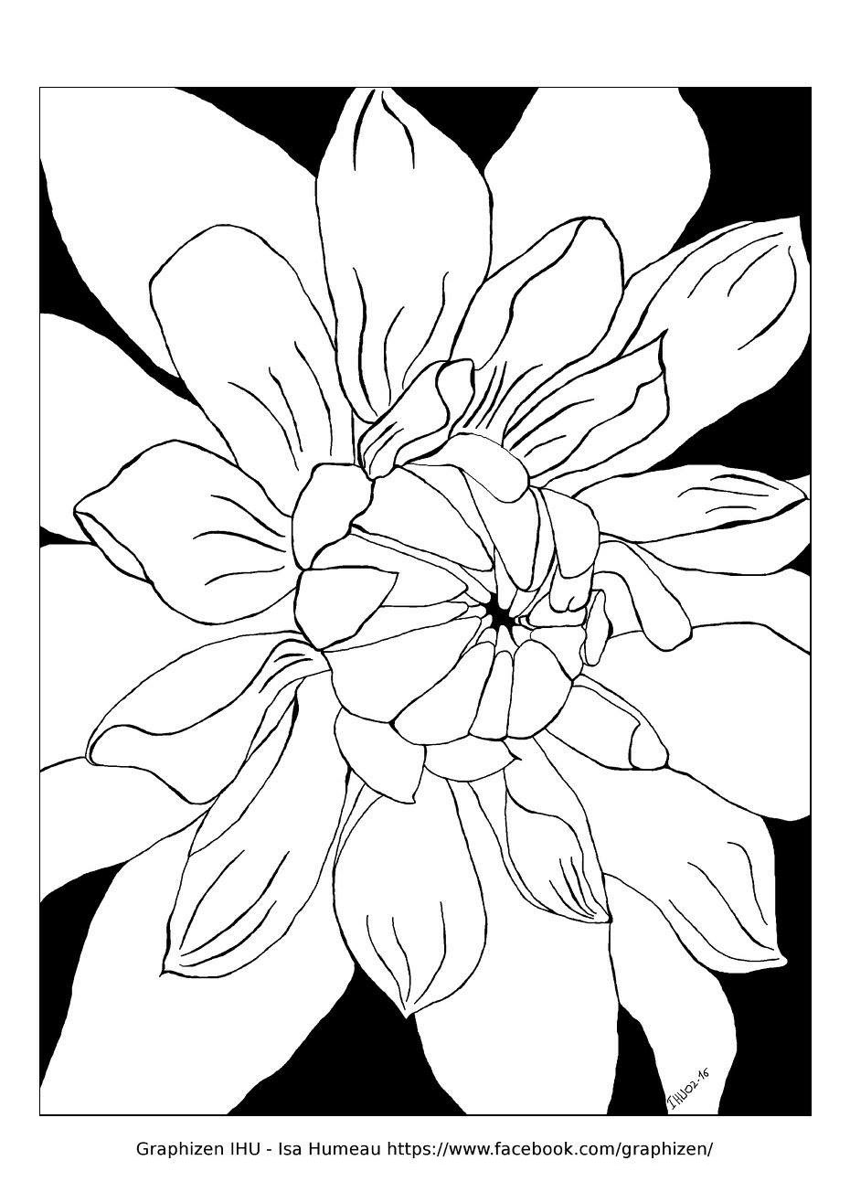 Beautiful flower with large petals by graphizen - Flowers Adult ...