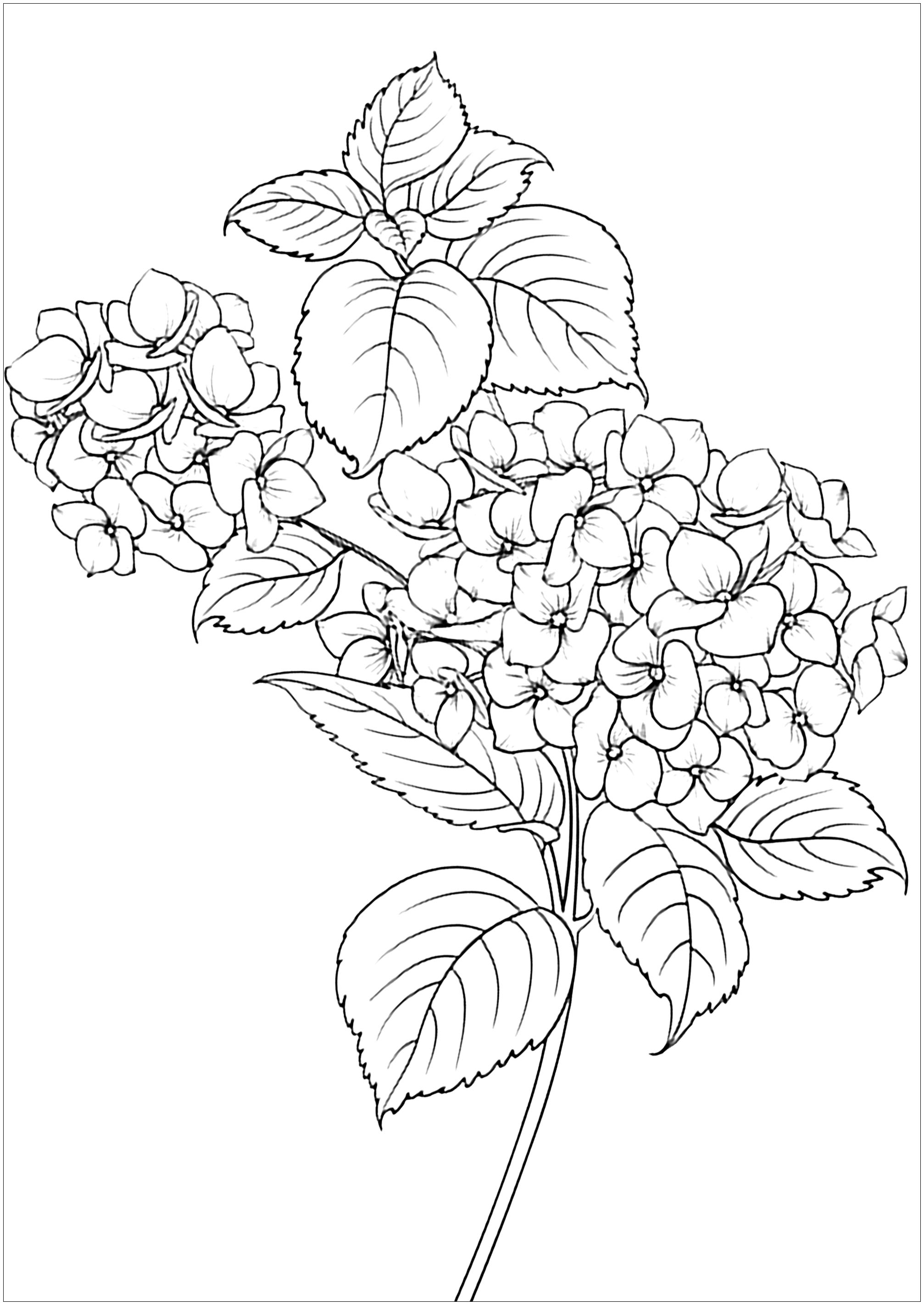 Simple coloring page with elegant flowers and leaves