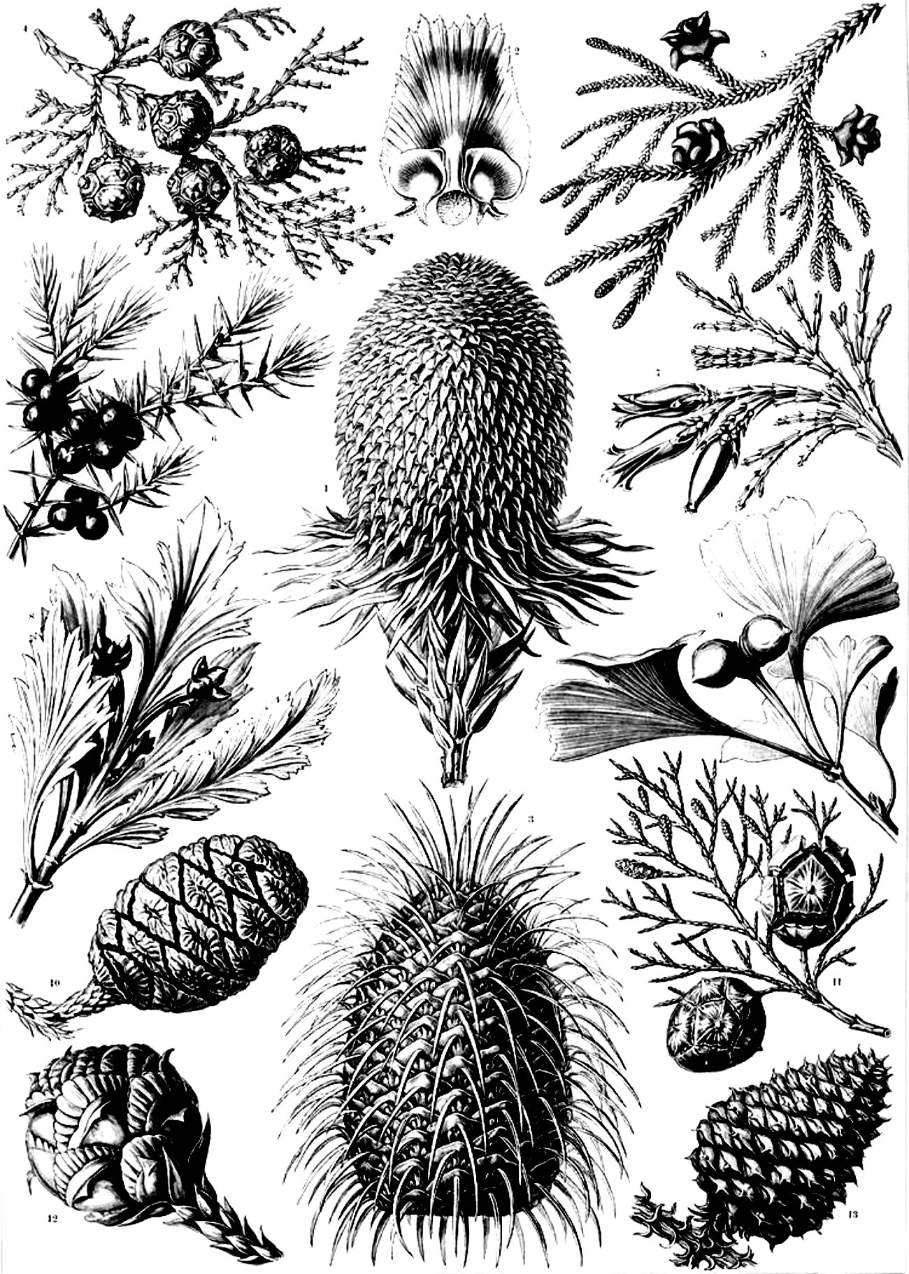 Old engraving flowers vegetation - Image with : Plant