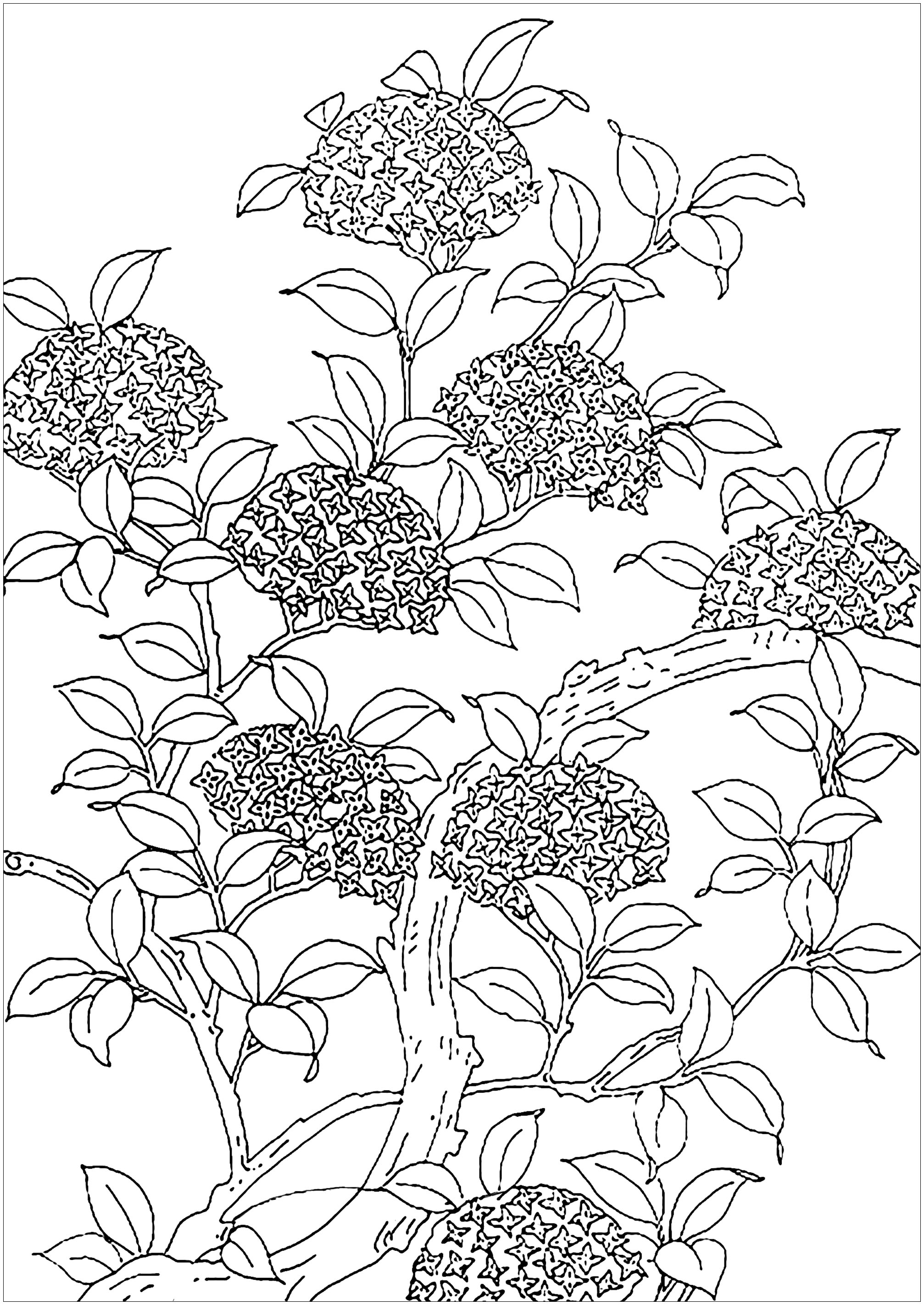 Nice flowered tree. Coloring page created from an old illustration, Artist : Art. Isabelle