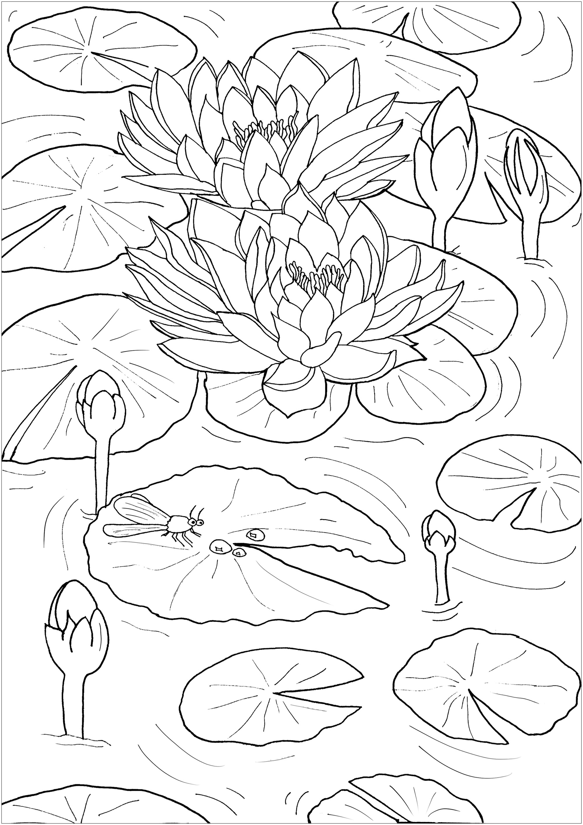 Coloring Pages for Watercolor
