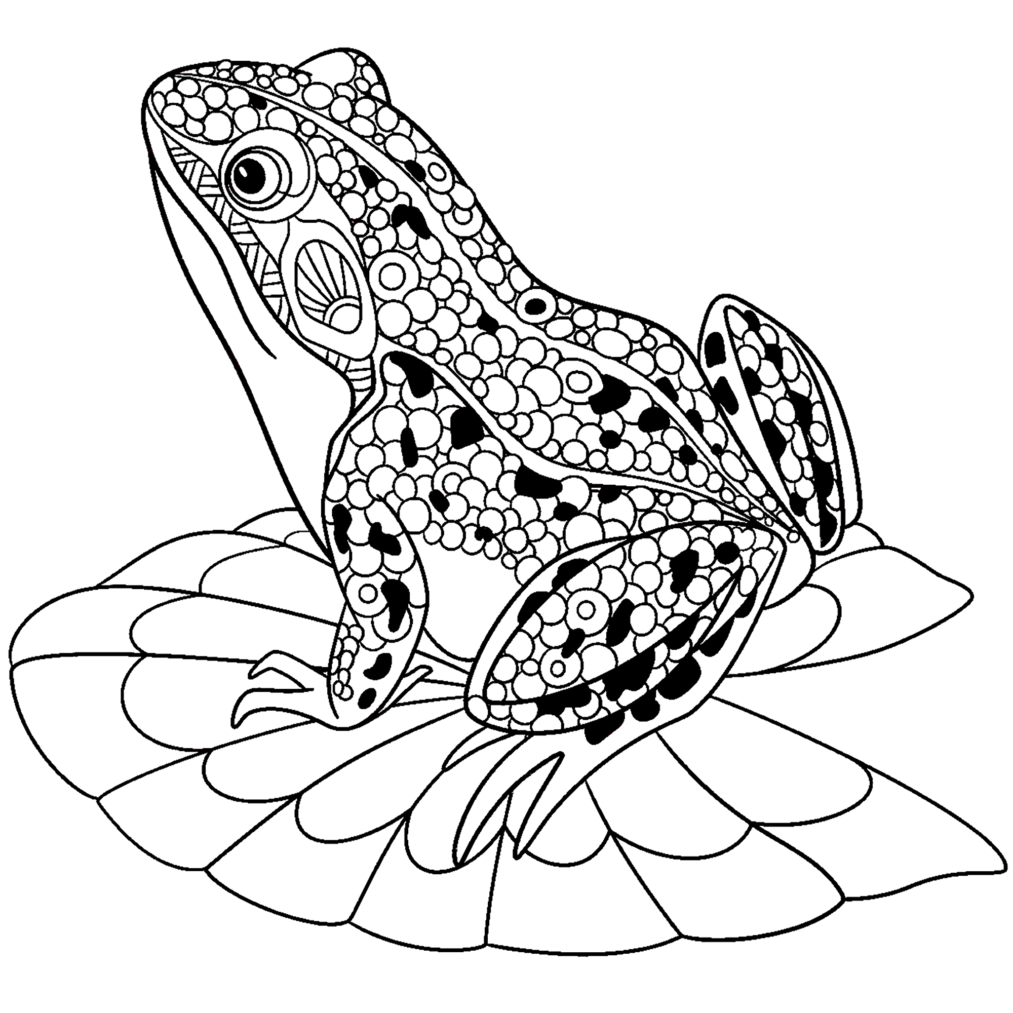 Cute frog on water lily leaf Frogs Adult Coloring Pages