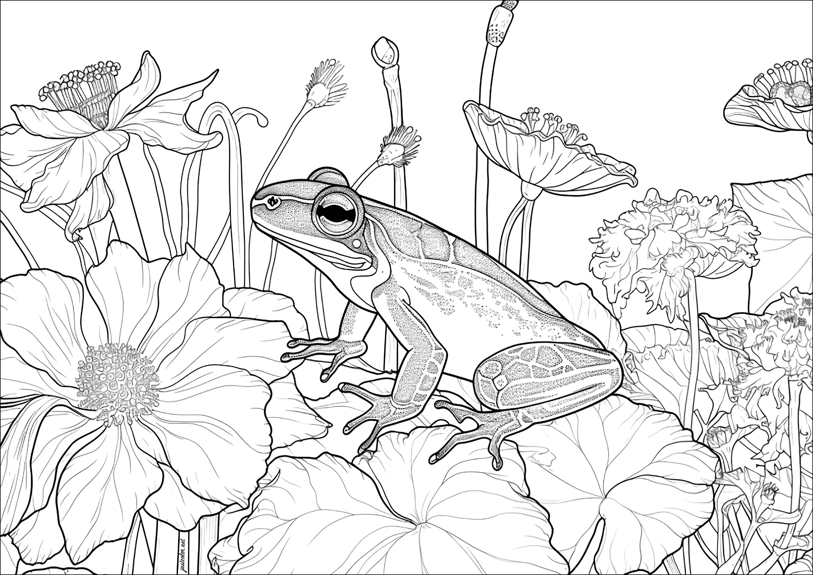 poison dart frog coloring page