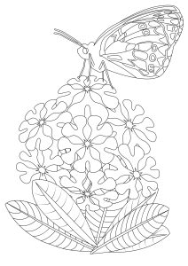 Printable Butterflies & Insects Coloring Page for adult : Butterfly-on-flowers-2