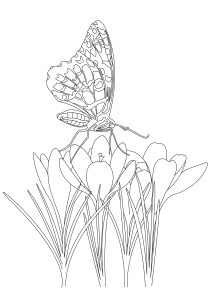 Printable Butterflies & Insects Coloring Page for adults : Butterfly-on-flowers