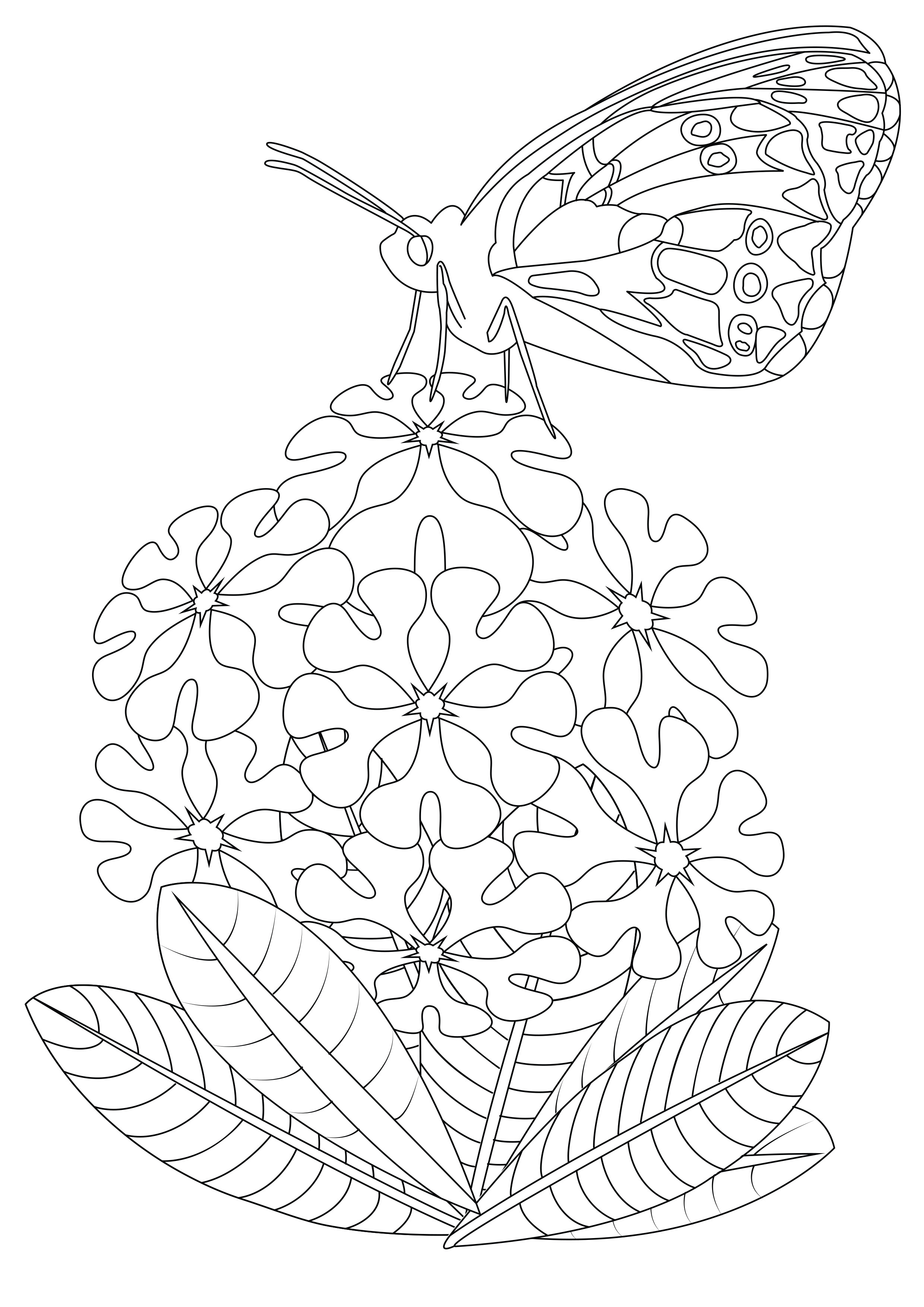 Butterfly on flowers 2 - Butterflies & insects Adult Coloring Pages
