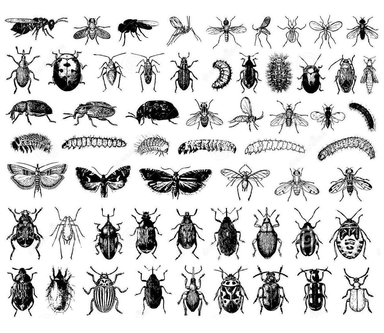 A sheet of insects, each of them can be colored