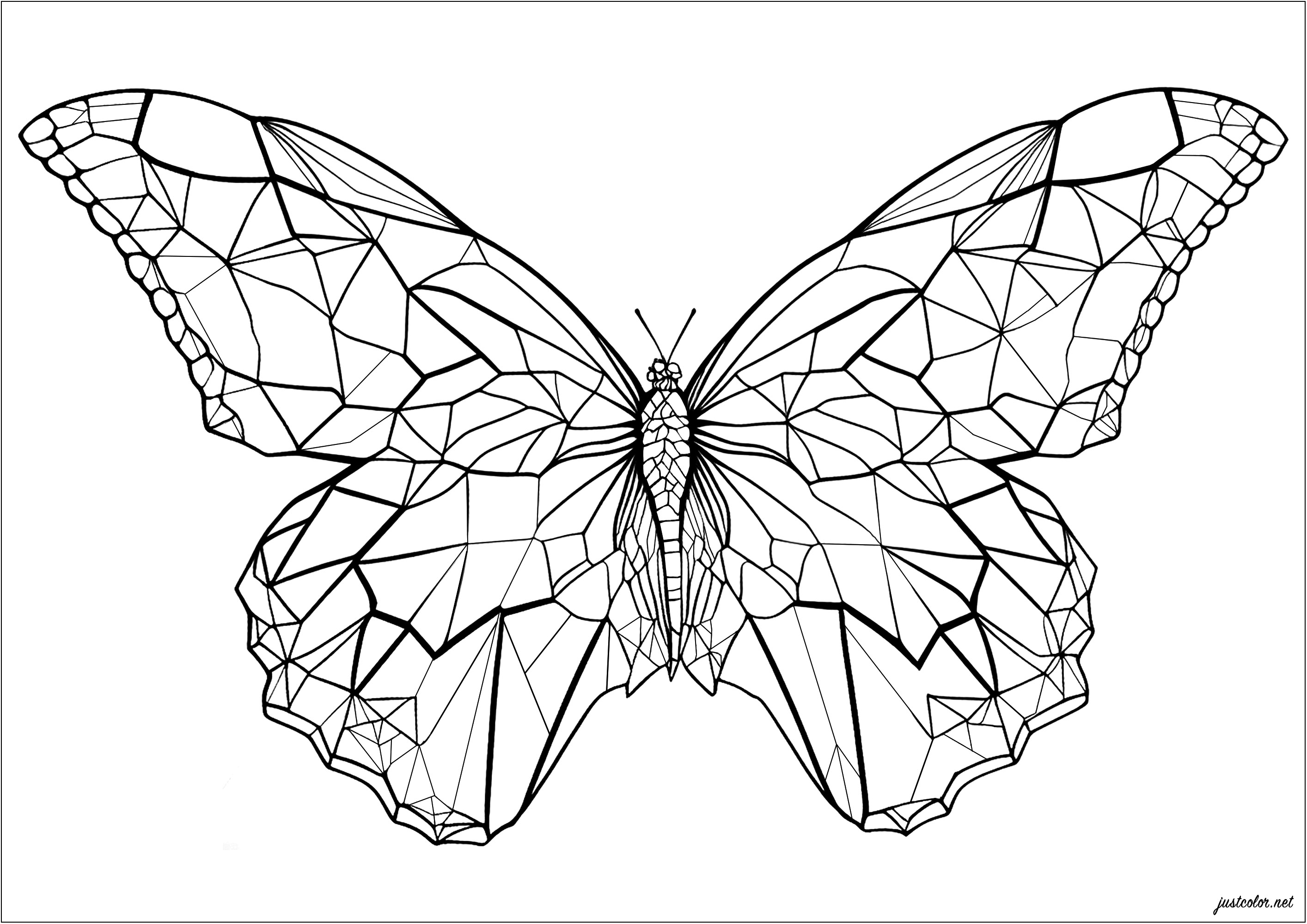 butterfly wing drawing color