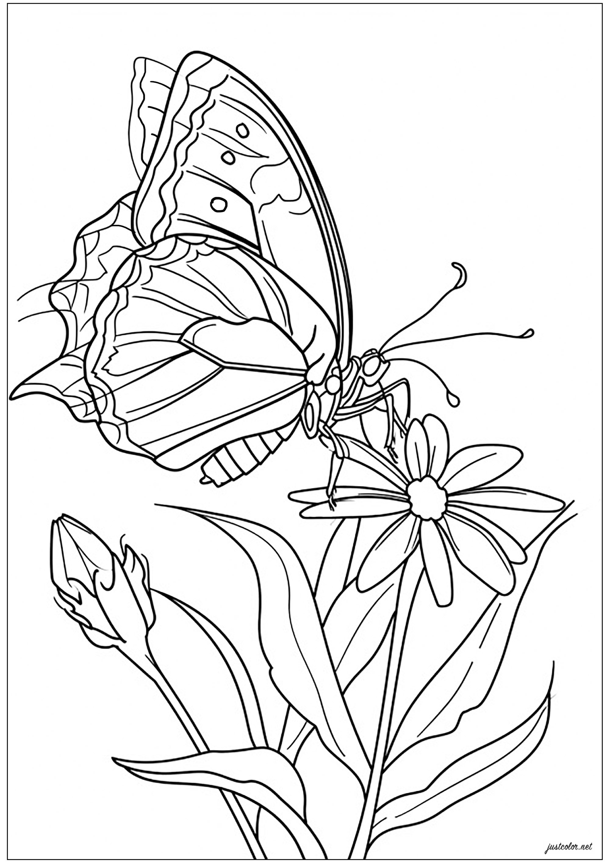 Pretty butterfly on flowers - Butterflies & insects Adult Coloring Pages