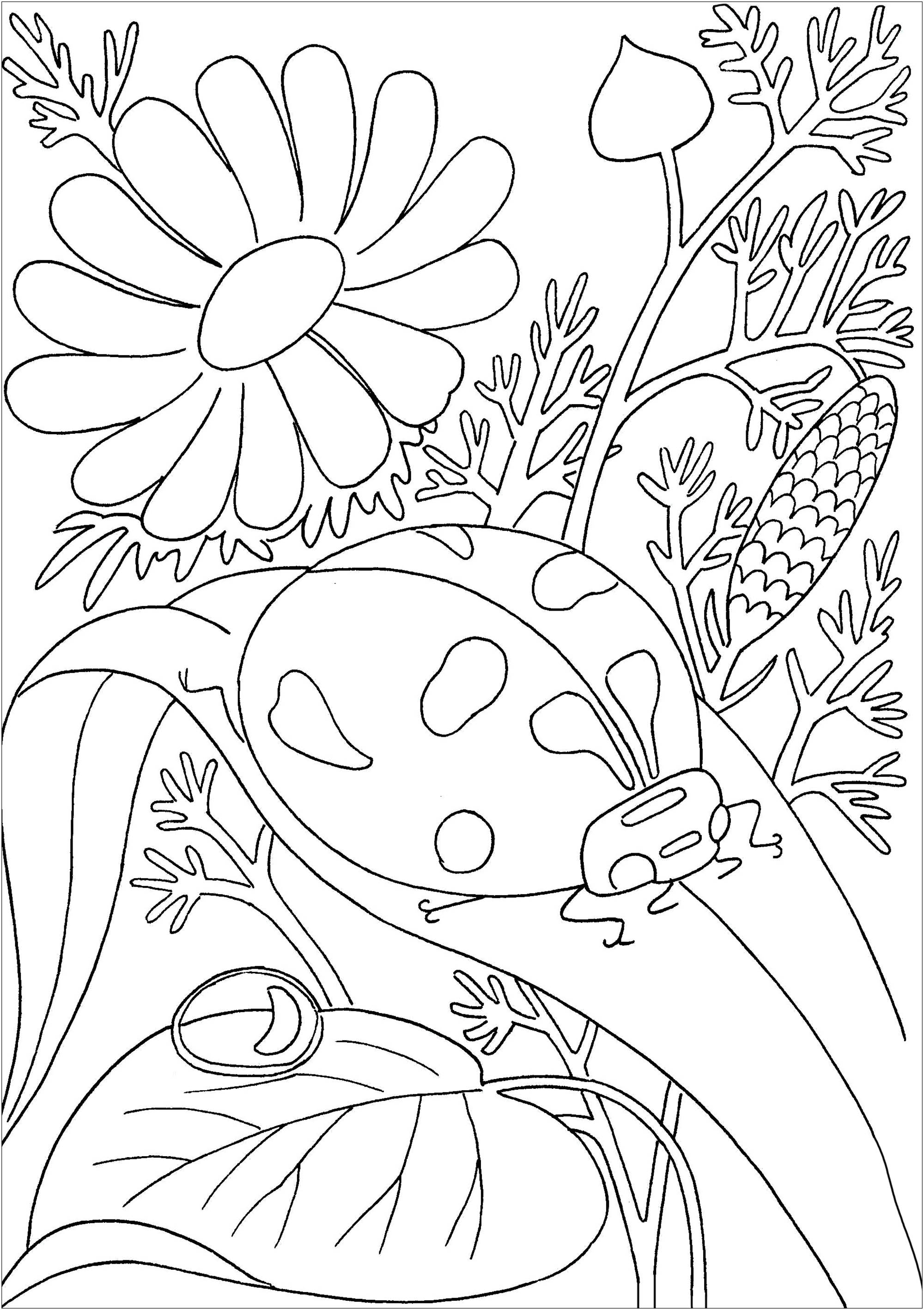 Ladybug on a leave - Butterflies & insects Adult Coloring Pages