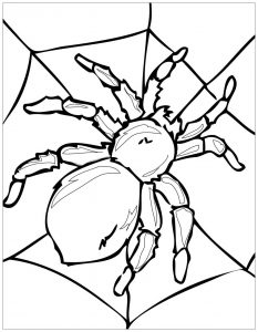 Coloring big spider