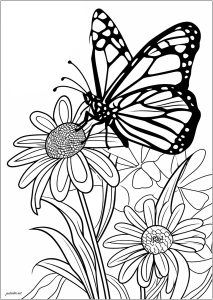 Butterflies & insects Coloring Pages for Adults