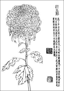 Chrysanthemum flower (Japanese print)