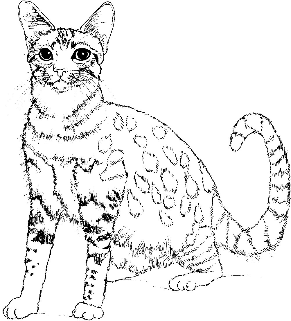 Free Printable Cat Colouring Picture