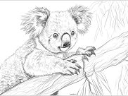 Koala bears Coloring Pages for Adults