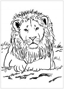 Lions Coloring Pages For Adults