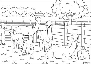 Alpacas in a Meadow
