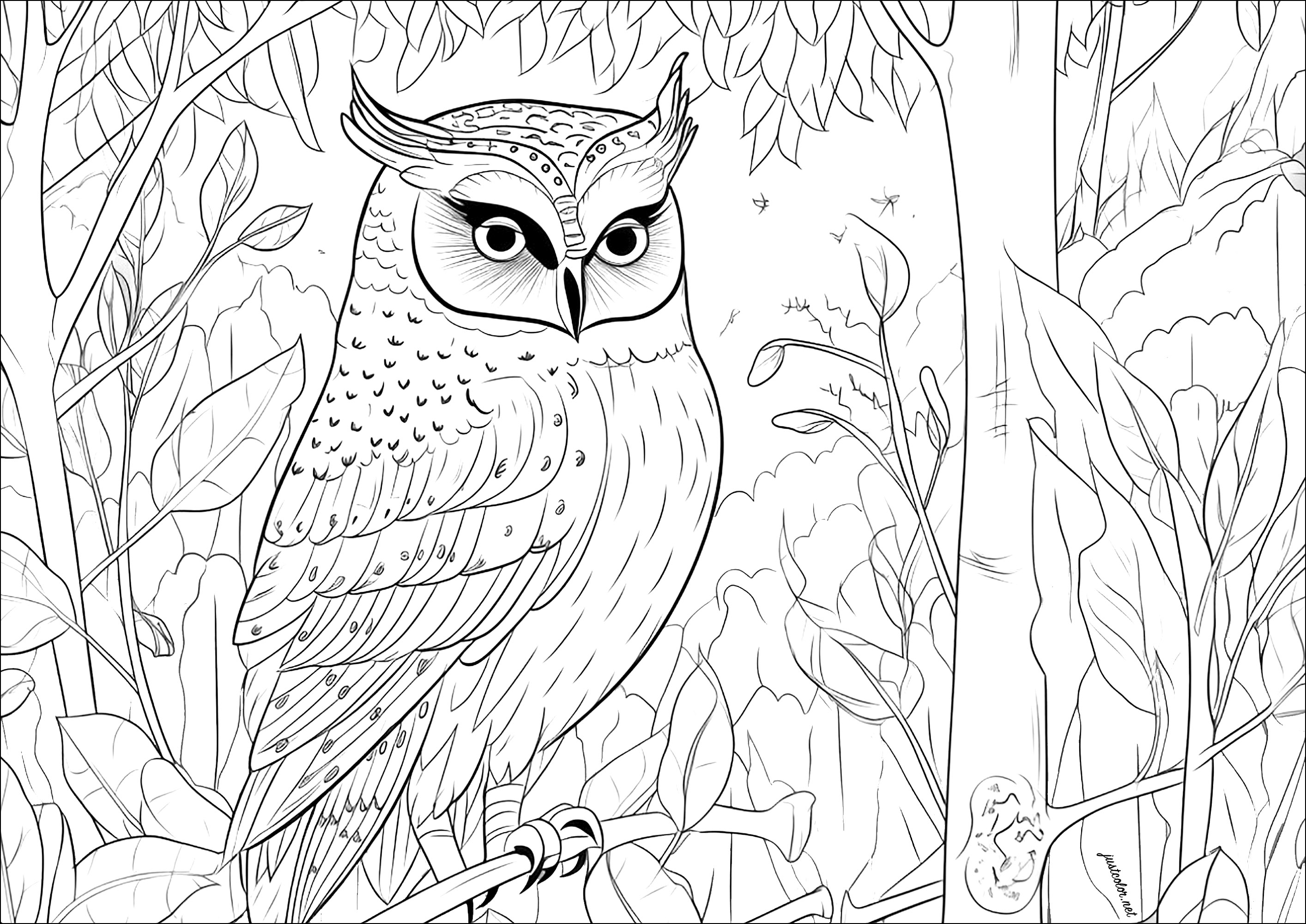 pretty-owl-in-the-forest-owls-adult-coloring-pages