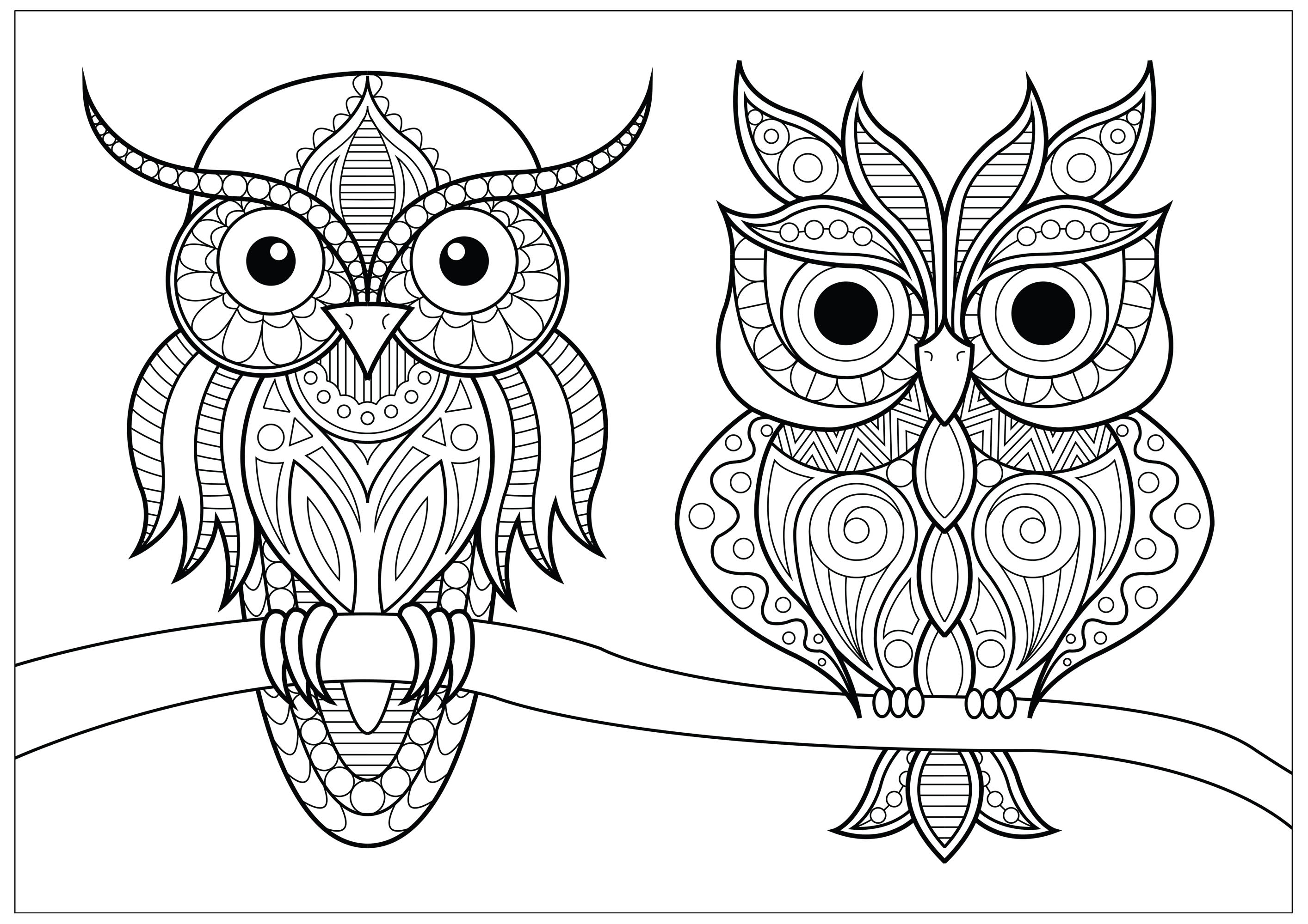 Two owls with simple patterns on branch - Owls Adult Coloring Pages