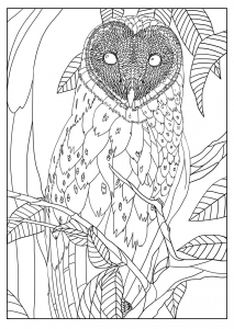 Coloring adult barn owl by mizu