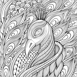Coloring page elegant peacock