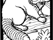 Raccoon Coloring Pages for Adults