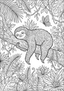 Dreamy sloth