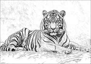 Tigers 60254