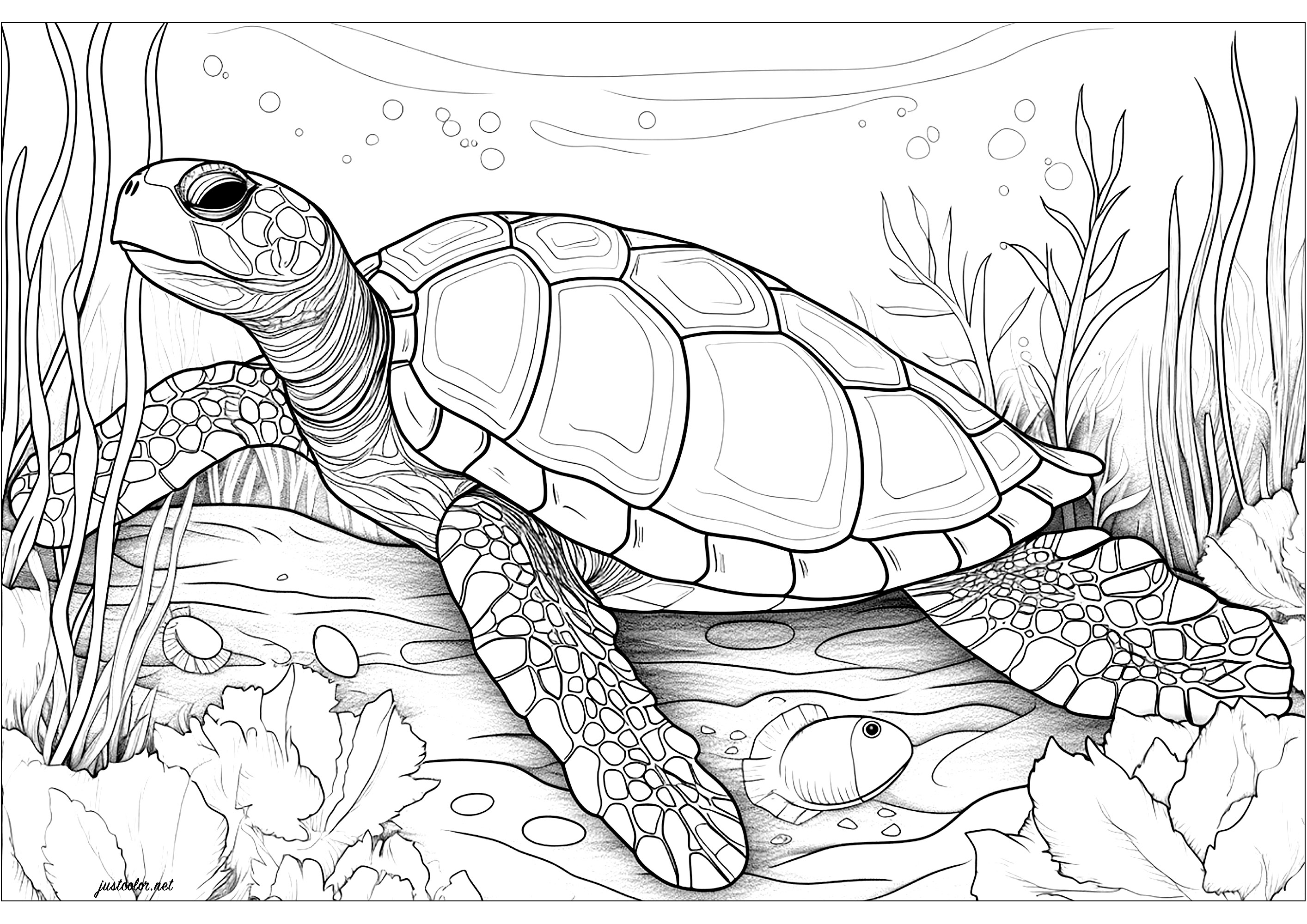 Coloring page Tortoise #13432 (Animals) – Printable Coloring Pages