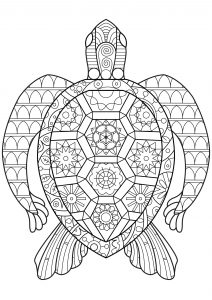 Coloring zen turtle