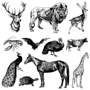 Coloring representation vintage animals