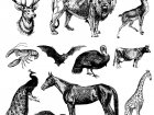 coloring-representation-vintage-animals