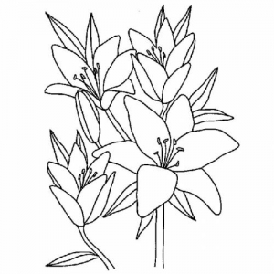 Free flower drawing to print and color