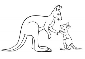 Download Kangaroos For Kids Kangaroos Kids Coloring Pages
