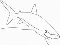 Free shark drawing to print and color
