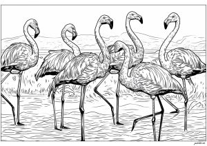 Coloriages de Flamants roses faciles pour enfants Gratuits à imprimer